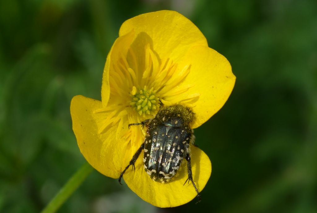 Oxythyrea funesta